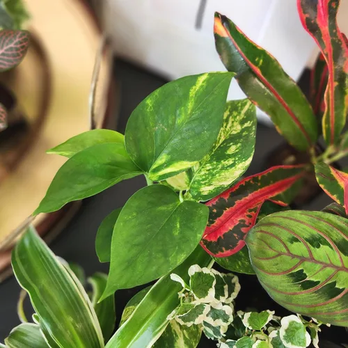 Miniatura 11 de Plantas de interior vivas fáciles de cultivar (paquete de 6), colección de lujo de plantas de interior purificadoras de aire, peperomia, plantas
