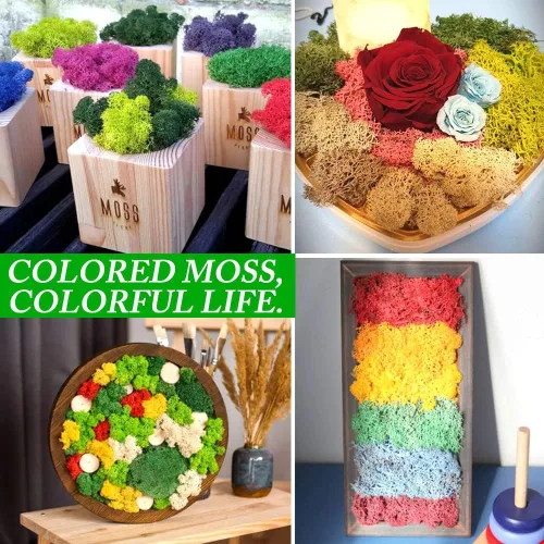 Miniatura 2 de Musgo preservado para manualidades, musgo de reno azul para plantas en maceta, decoración de musgo decorativo para arte de pared, musgo seco