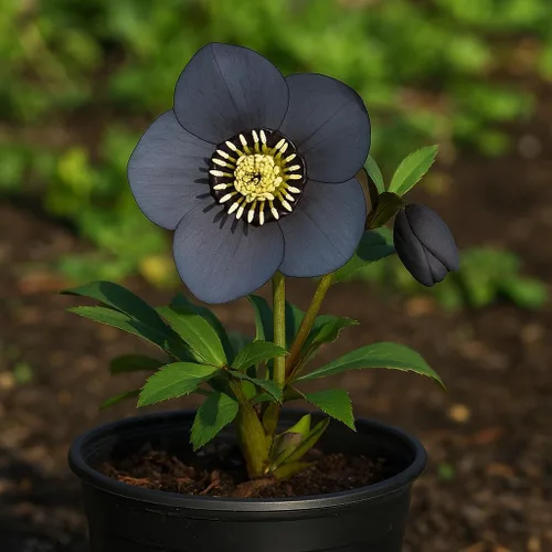 Miniatura 7 de Perennial Farm Marketplace Helleborus x Winter Jewels "Flor de Cerezo" (Rosa Cuaresmal) Perenne, 1 Quart, Flores Rojas