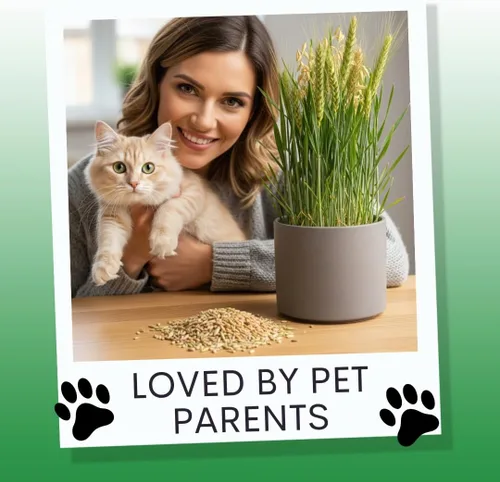 Miniatura 6 de Semillas de hierba de gato para cultivar Mezcla de 4 vías, centeno, trigo, avena y cebada Fabricado en Estados Unidos, se envía desde Iowa.