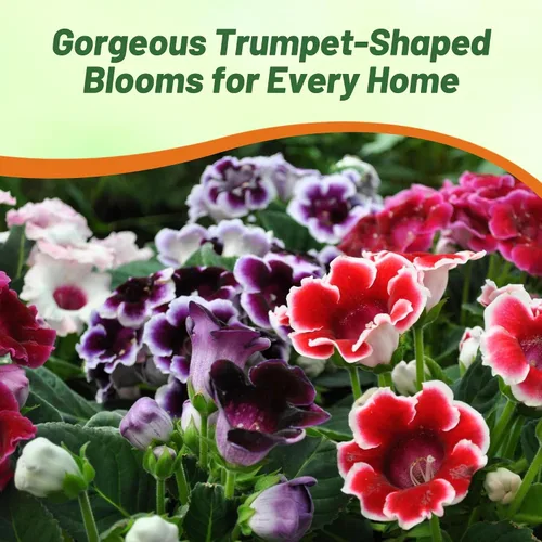 Miniatura 5 de Outsidepride Gloxinia Seeds - 25 unidades. Perenne, fácil de cultivar y de bajo mantenimiento, semillas de flores para plantar flores mixtas