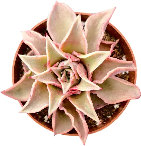 Miniatura 8 de Sprout N Green Cotyledon Orbiculata cv., Rara planta suculenta viva enraizada en maceta de 4 pulgadas, decoración de boda en interiores y Cotiledón