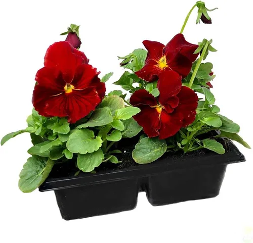 Miniatura 8 de Semillas de Viola Arkwright Ruby Viola Cornuta Pansies Red 40+ Semillas para plantar Planta de Floración Larga