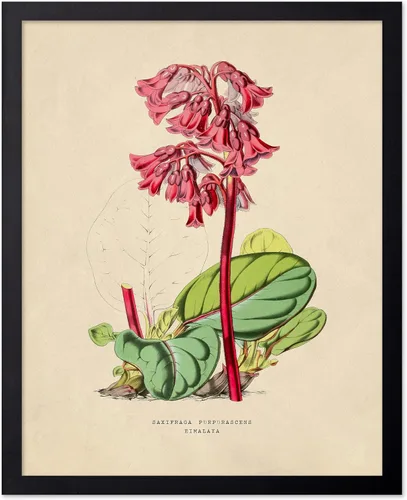 Miniatura 66 de Poster Master Póster Vintage de Plantas Cultivadas - Impresión Botánica Retro - Arte de Flores - Arte de Plantas - Regalo para Hombres y Mujeres