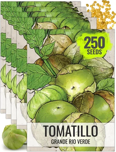 Miniatura 11 de Seed Needs Semillas de tomatillo para plantar tomatillos Grande Rio Verde, reliquia sin OMG y sin tratar, cultiva un huerto al aire libre cultivado