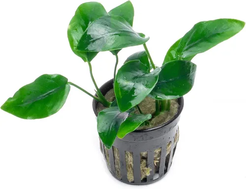 Miniatura 53 de SubstrateSource Plantas vivas – Anubias Hastifolia (Anubias hastifolia) – Luz baja a moderada, hojas en forma de flecha de color verde medio a