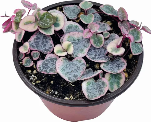 Miniatura 6 de Planta suculenta viva de 4 pulgadas con cuerda de corazones variegada, plantas suculentas vivas, plantas suculentas enraizadas, planta colgante