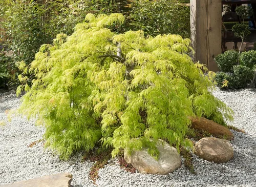 Miniatura 6 de 10 Weeping LACELEAF Maple Japanese Acer Palmatum Dissectum Green Yellow Red Tree Seeds