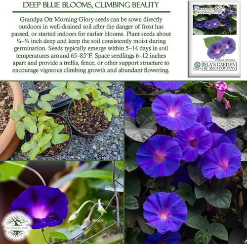 Miniatura 5 de Grandpa OTT Morning Glory Seed, 50 semillas de flores por paquete, (semillas de jardín de Isla), semillas sin OMG y reliquia, nombre botánico