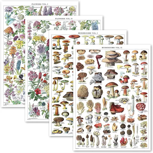 Paquete de 4 pósteres vintage de flores y hongos - Cuadros de referencia de identificación botánica floral y micología y hongos Volumen 1 y 2