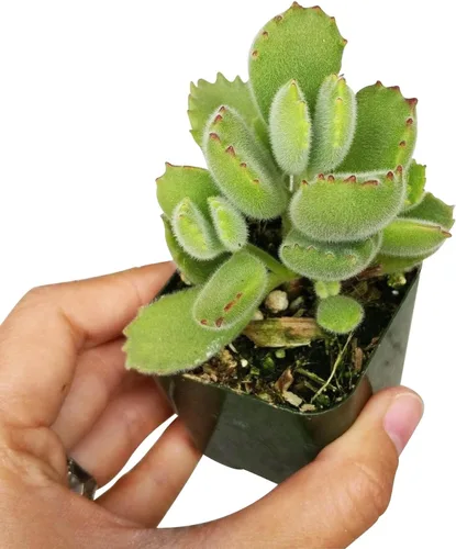 Miniatura 10 de Suculentas vivas de aloe brevifolia de 2 pulgadas de hojas cortas, suculentas con poca luz de 2 pulgadas, suculentas vivas y saludables, ideas