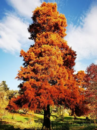 Miniatura 7 de Árbol de Ciprés Calvo del Sur Semillas Premium Taxodium distichum 'Summer' Plants'® (Premium Seeds, 20)