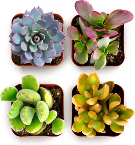 Shop Succulents Endless Summer Succulent Pack Collection – Mini plantas suculentas vivas, bajo mantenimiento, colores y texturas – recuerdos de boda