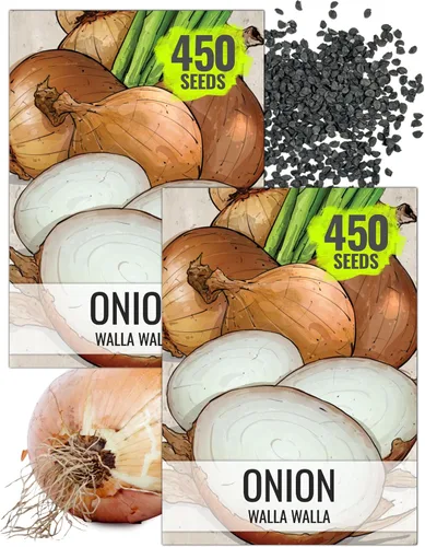 Miniatura 19 de Seed Needs Semillas de cebolla para plantar cebollas de día corto rojo burdeos, semillas de verduras sin tratar y sin OMG para plantar un jardín
