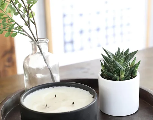 Miniatura 6 de Haworthia - Planta suculenta viva en maceta blanca, plantas suculentas vivas, plantas de interior vivas, plantas de interior vivas, plantas