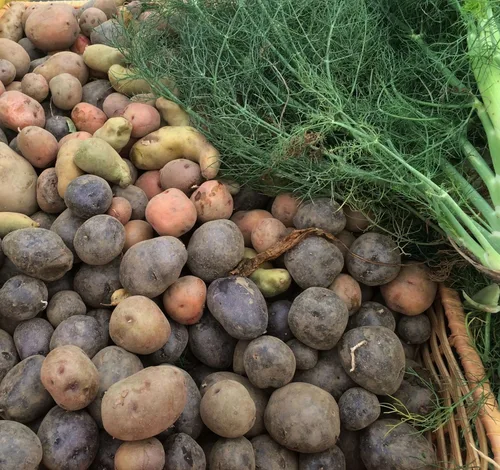 Miniatura 2 de Mezcla de patatas con semillas certificadas, 5 libras de papas enteras sin OMG, Red Pontiac Golden Yukons Purple Majesty, cultivado en Estados Unidos