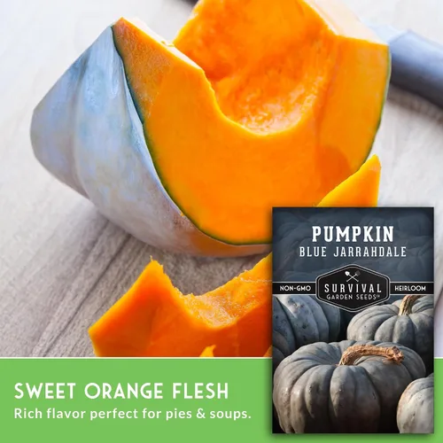 Miniatura 3 de Blue Jarrahdale - Semillas de calabaza para plantar Variedad de reliquia sin OMG con piel decorativa azul-gris y carne dulce para hornear