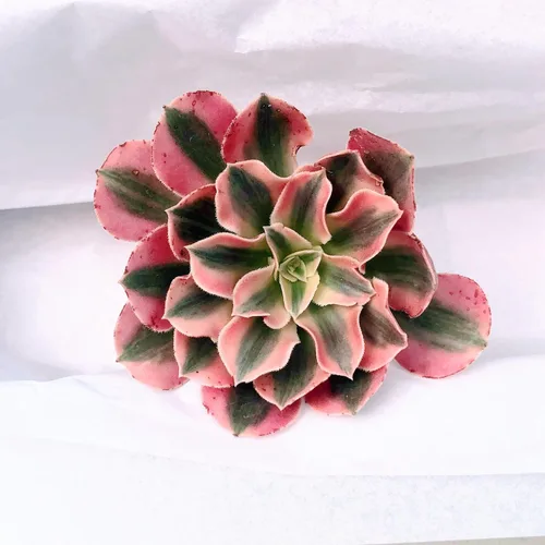 Miniatura 8 de Blissful 5 Rosetas de Aeonium de 2 a 6 pulgadas, raras 5 variedades únicas. Fácil de cultivar, tolerante a la sequía y perfecto para regalos