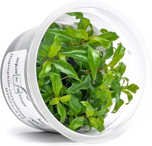 Miniatura 10 de Planta viva SubstrateSource - Hierba enana Eleocharis Belem cultivada en tejidos acuáticos para acuario - 100% libre de caracoles en copa in vitro