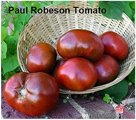 Miniatura 6 de Mixed Seeds - 30 semillas de tomate negro, mezcla de 9 variedades, reliquia sin OMG, Black Prince, Cherokee Purple, Black Cherry de EE. UU. Solanum