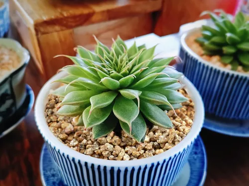 Miniatura 5 de Boniosz 2 libras Rocas de Maifanitum para plantas suculentas y cactus, piedras decorativas y aditivas, piedras de grava para bonsái, jardinería