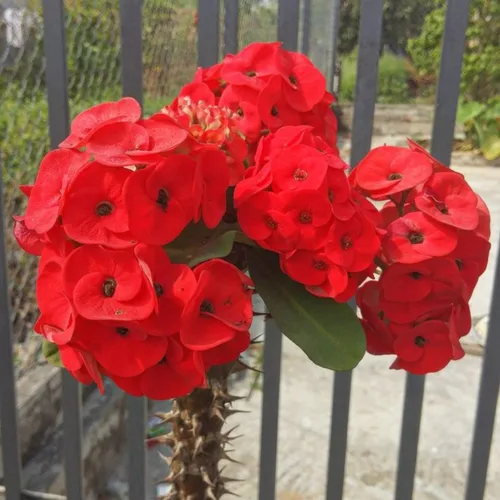 Red Euphorbia - Planta viva de corona de espinas, planta viva de corona de espinas, 4 unidades en maceta, planta suculenta viva para jardinería,