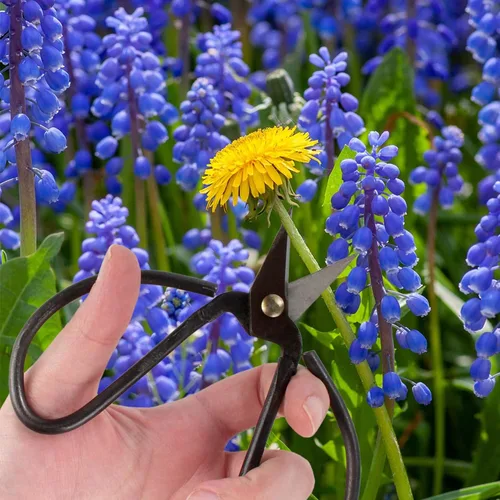 Miniatura 6 de BambooMN Tijeras afiladas forjadas para bonsái resistentes de 5.1" - 1 pieza