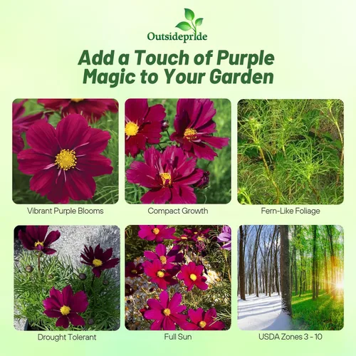 Miniatura 2 de Outsidepride Sonata Purple Cosmos Bipinnatus Seeds – 50 piezas anuales, fáciles de cultivar y tolerantes a la sequía, semillas de flores
