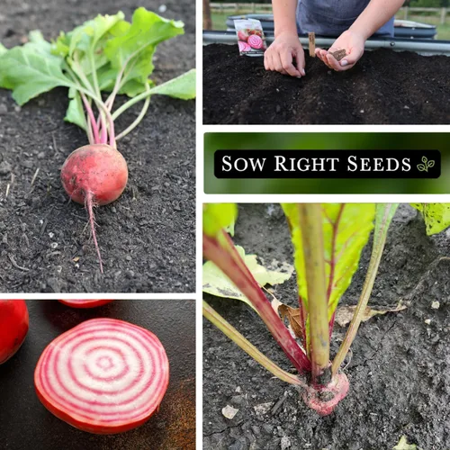 Miniatura 4 de Sow Right Seeds - Semillas de remolacha Chioggia para plantar - Paquete de reliquia sin OMG con instrucciones para plantar y cultivar un huerto
