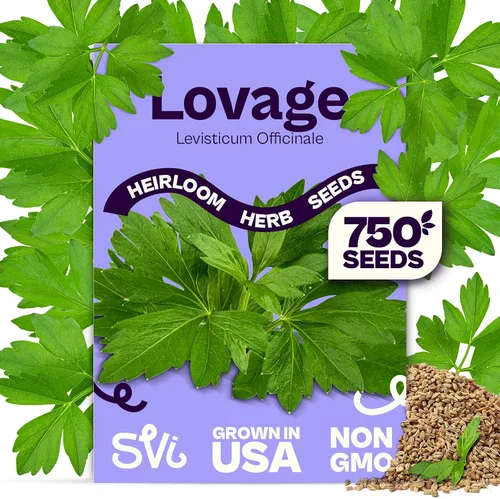 Miniatura 19 de SVI 2000 semillas de albahaca genovesa (Ocimum basilicum) - Paquetes de semillas de albahaca dulce - Semillas aromáticas de hierbas culinarias