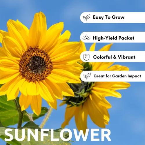 Miniatura 2 de Semillas de girasol de aceite negro para plantar, más de 100 semillas, fabricadas en Estados Unidos, atraen pájaros, producen aceite de girasol