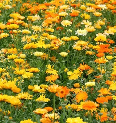 Miniatura 2 de Semillas de flores de caléndula, mezcla de belleza pacífica, paquete de 2,000 semillas por Seeds2Go