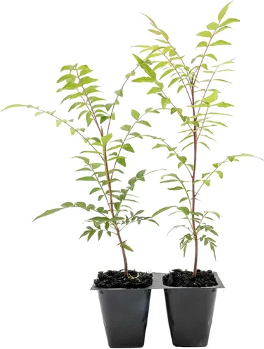 Miniatura 10 de 1 árbol de pistache chino Árbol joven vivo en cubo de vivero de 2.5 pulgadas Variedad Pistacia Chinensis Toldos de sombra caducifolios