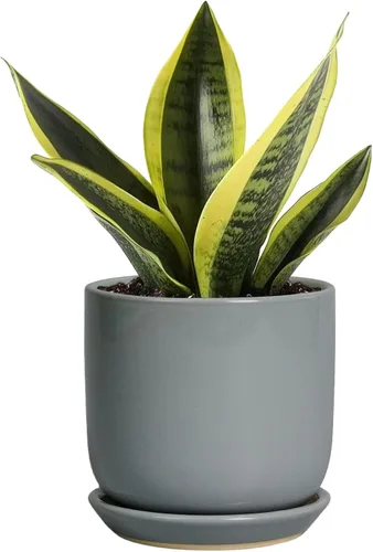 Miniatura 66 de Maceta de Cerámica para Plantas de Interior de 5 Pulgadas - Maceta Redonda para Plantas Suculentas con Agujero de Drenaje y Platillo, Decoración