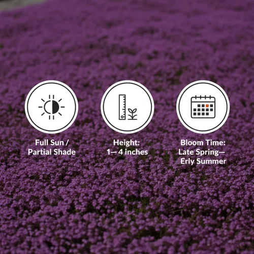 Miniatura 5 de Más de 20.000 semillas de tomillo rastrero cubierta del suelo, semillas de flores para plantar, Thymus Serpyllum perenne para jardín de rocas
