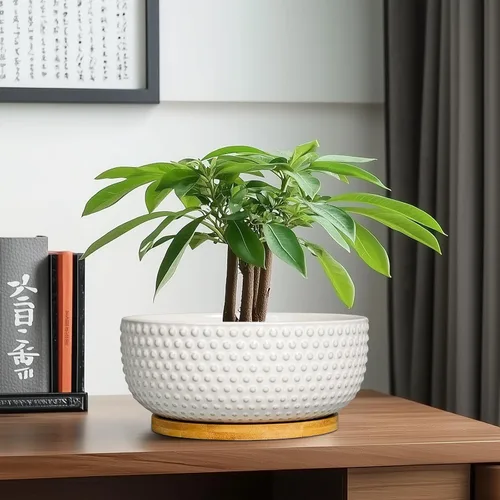 Miniatura 8 de Macetas para suculentas de 8 pulgadas - Macetas de bonsái de cerámica para plantas de interior, maceta con agujero de drenaje y platillo, maceta