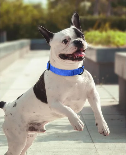 Miniatura 5 de Mile High Life Collar ajustable de polialgodón suave y fuerte con hebilla de liberación rápida para perros pequeños a grandes