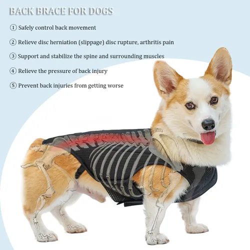 Miniatura 6 de IVDD - Soporte de espalda para perros, chaleco flexible de apoyo de espalda de perro salchicha para mascotas, soporte de espalda para mascotas