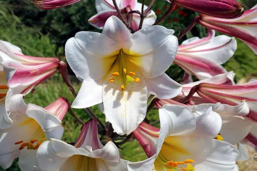 Miniatura 7 de 10 semillas de flores blancas y rosas de Royal / King's Lilium Regale