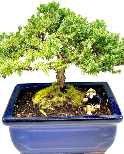 Miniatura 2 de Árbol bonsái de enebro enano vivo Interior/exterior 100% hecho a mano Decoración para el hogar y la oficina El mejor regalo para vacaciones