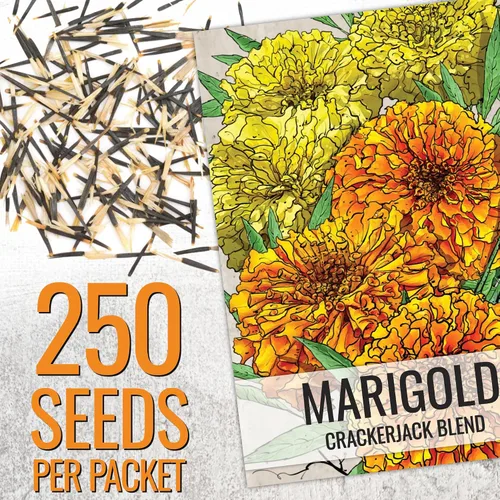 Miniatura 2 de Seed Needs Crackerjack - Semillas de caléndula para plantar, reliquia y flores anuales polinizadas abiertas, planta un jardín de mariposas