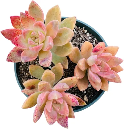 Miniatura 7 de Plantas de cactus suculentas vivas de USKC (maceta de 4 pulgadas) (Aptenia Cordifolia Variegata)