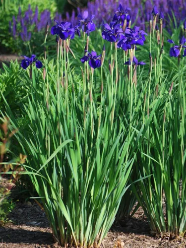 Perennial Farm Marketplace Iris s. 'Hermano del César' (Siberiano) Perenne, tamaño # 1 contenedor, flores azul-violeta profundo