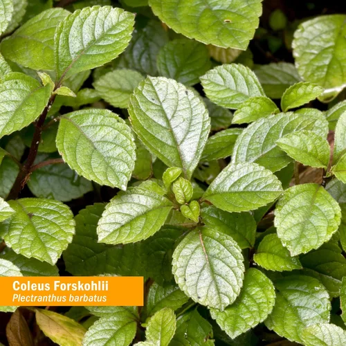 Miniatura 2 de Herb Pharm Coleus Forskohlii Extracto líquido para la salud del corazón, 1 onza líquida