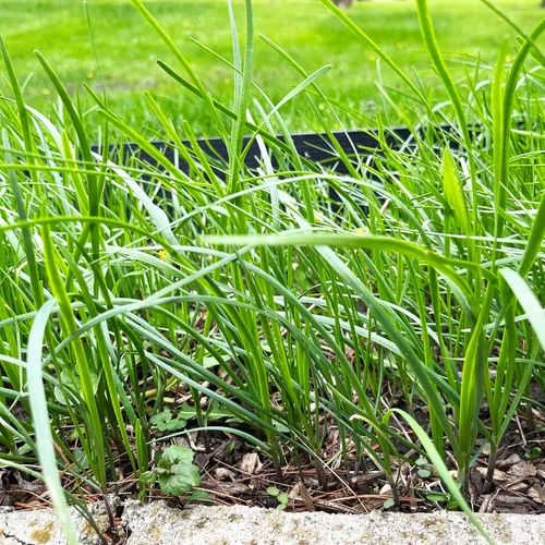 Miniatura 6 de Orgánicos 10 Plantas Ajo Cebollino Planta Viva Raíces Desnudas Hierba Perenne Resistente Jiu CAI Cebollino