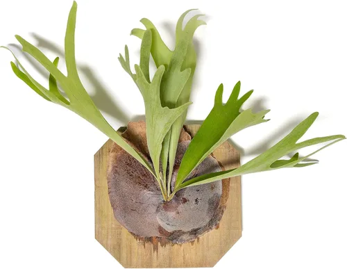 Air Plant Shop Helecho cuerno de ciervo montado en una tabla de cedro - al por mayor y a granel - Live Platycerium bifurcatum - Plantas de interior