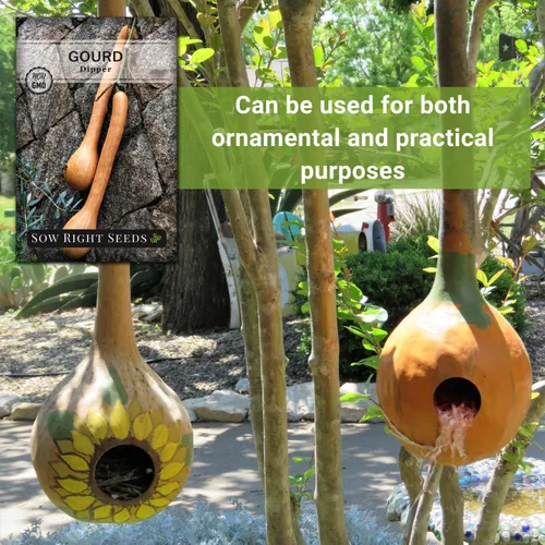 Miniatura 5 de Sow Right Seeds - Semillas de calabaza Dipper para plantar - Paquete de reliquia sin OMG con instrucciones para plantar y cultivar un huerto
