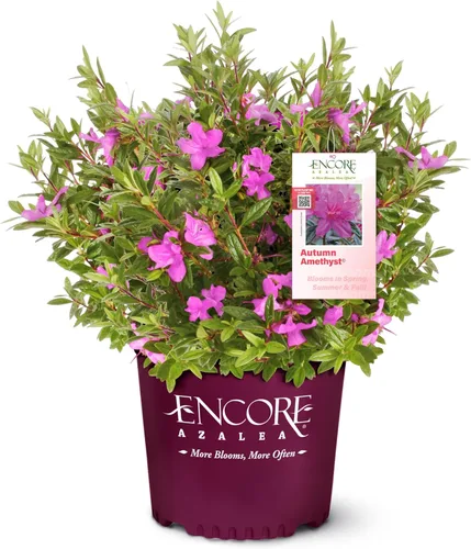 Miniatura 7 de Autumn Amethyst Encore Azalea (1 galón) - Arbusto con flores moradas y rosas - Plantas de rododendro que reflorecen