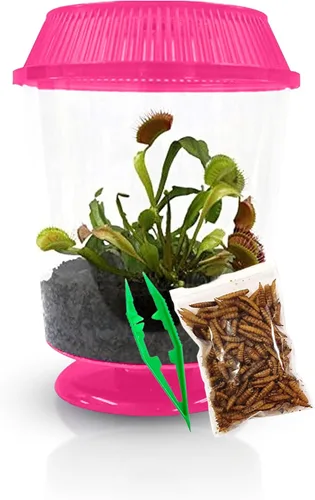 Miniatura 11 de Venus - Trampa para moscas con terrario azul de 4.5 pulgadas + plantas carnívoras paquete de alimentos con pinzas de alimentación, suelo para Tapa