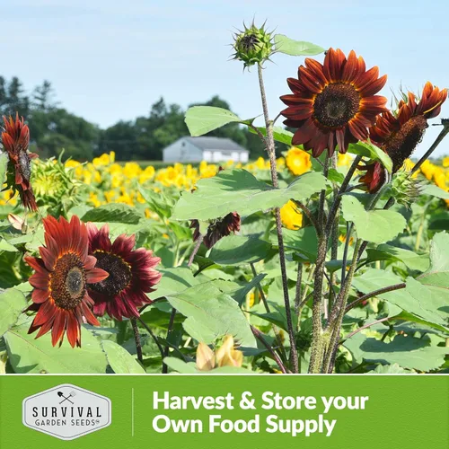 Miniatura 5 de Semillas de girasol de cereza chocolate para plantar Raras flores negras burdeos de 1,8 a 2,1 metros, gigantes sin OMG autóctonas - Semillas